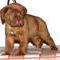 Oscar at 3 weeks posing for the cameras, male doguedebordeaux